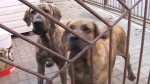 Фила Бразилейро