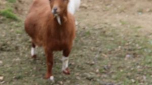 Гуси-гуси... га-га-га...