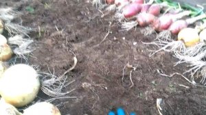 Лук Эксибишен и Шаман результат.