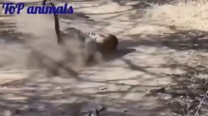 犬Аргентинский дог, против, Горный лев, пума, кугуар, пантера, Дрессированный дог атакует Puma