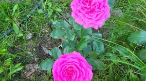 21.08  Розы Дитер Мюллер , Клер Маршал , Л .Д. Братвайт и Леди оф Меггинч в 5.30 утра