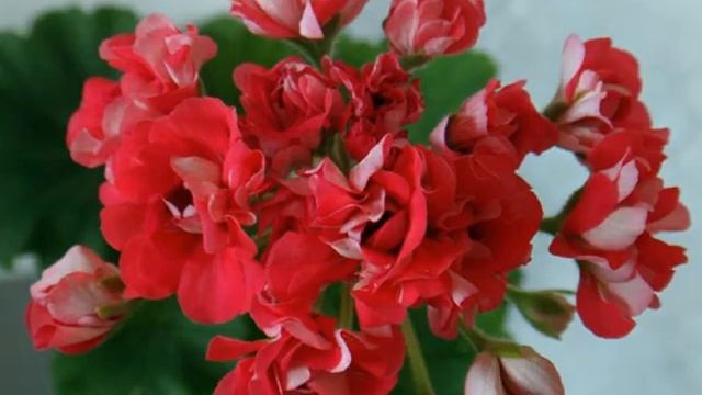 Пеларгония Пинк Рамблер смотреть онлайн