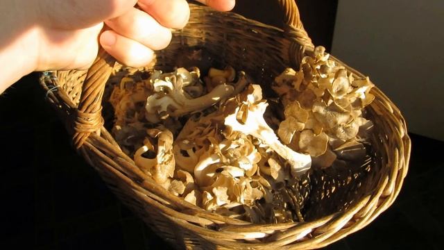 Sparassis crispa (Гриб-баран) смотреть онлайн