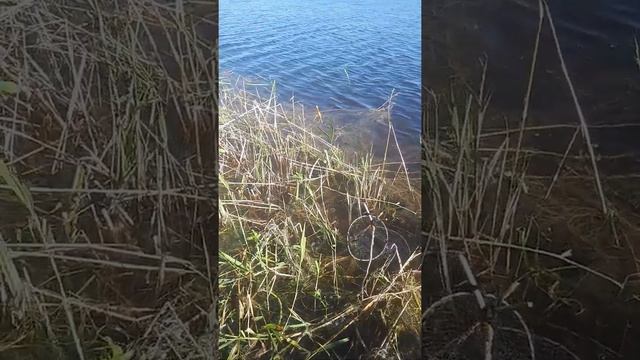 Карась на поплавочную удочку. Рыбалка в диком месте. Скользящий поплавок.