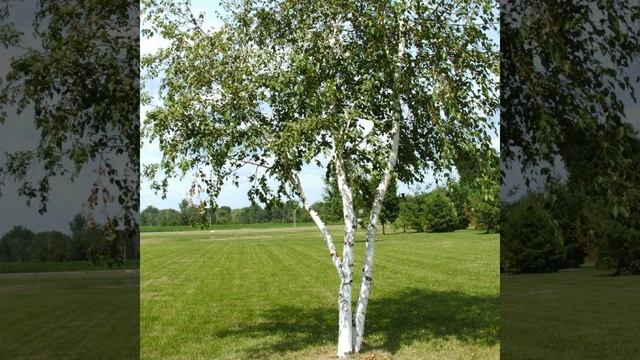 Воровайки, воровайки, воровайки смотреть онлайн