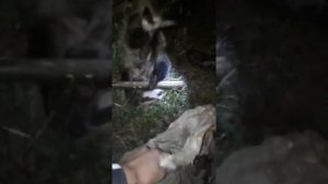 ⭕НОЧНАЯ ОХОТА НА БАРСУКА⭕