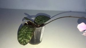 Phal. Schilleriana x sib ( Шиллериана сиб)