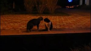 Кошки дерутся Боевые коты