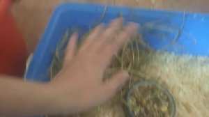 УБОРКА У МОРСКИХ СВИНОК/УБОРКА/МОРСКИЕ СВИНКИ/КЛЕТКА/СЕНО/КОРМ/ПОИЛКА/ХОМЯКИ ТОЖЕ ЛЮБЯТ