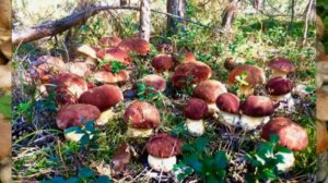 Гриб Белый:история и легенды.