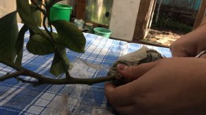 Вторая отводка лимона "Дженоа" удалась. Marianablog.ru