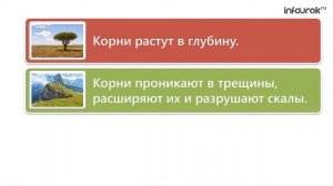 Виды корней и типы корневых систем   Биология 6 класс #21   Инфоурок online video cutter com