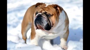 English bulldog(английский бульдог)ktj