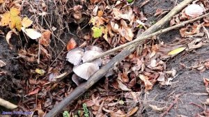 Опята и вешенка устричная