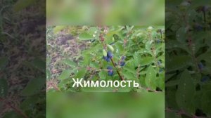 Правила сбора ягод в лесу