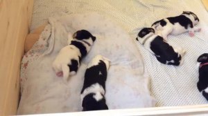 Бигль Уфа (Щенки) /22.08.2021