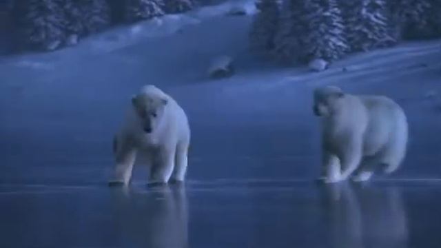 Настоящая любовь медведей смотреть онлайн