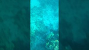 Айфон снимает под водой (Красное море)