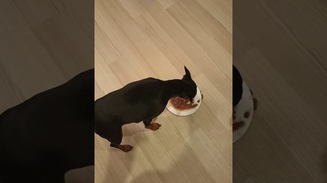 День Рождения у собачки. смотреть онлайн