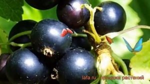 Смородина черная Геркулес (ribes nigrum gerkules) ? обзор: как сажать, саженцы смородины Геркулес