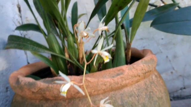 orquídea dendrobium loddigesii (floração) смотреть онлайн