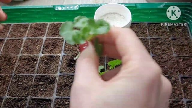 Черенкуем кампанулу аккуратно и правильно! Опыт и советы от Ани смотреть онлайн