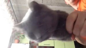 кот автомат