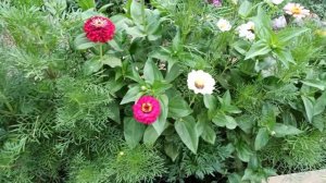 Цветник без хлопот: Цинния и космея. Сеем сразу в грунт, без рассады!