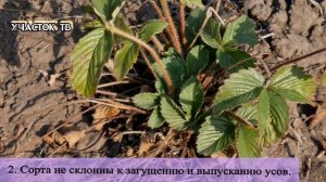 Что Делать с Клубникой После Плодоношения - Можно ли НЕ УХАЖИВАТЬ за КЛУБНИКОЙ После Сбора Урожая
