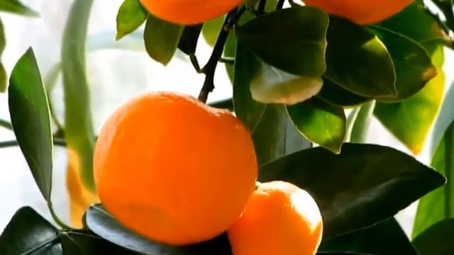 КОМНАТНЫЙ МАНДАРИН смотреть онлайн