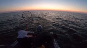 Троллинг судака. Ловля судака на Ладоге. Троллинг на Ладоге. База Креницы.