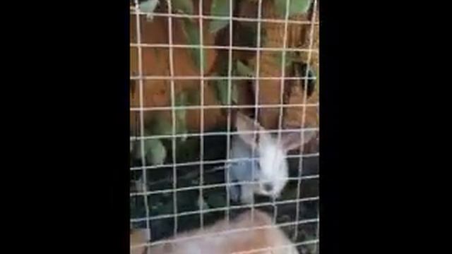 Можно ли кроликов кормить ветками смотреть онлайн
