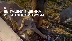 Вытащили щенка из бетонной трубы