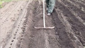 Лук-Анзур,озимый чеснок,озимый лук,озимая морковь.От посадки до уборки.