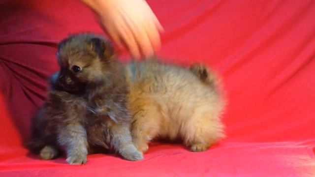 Мальчик и девочка померанцы патиколор