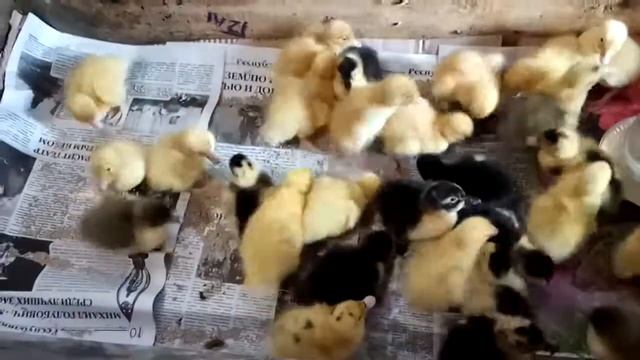 Купил утят , муларды, голубой фаворит и белые смотреть онлайн