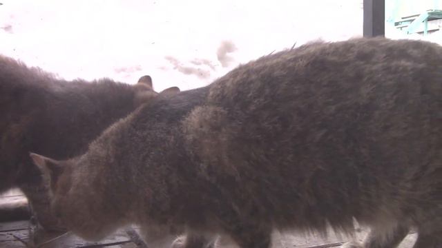 Около матки хорошо дитятке! смотреть онлайн