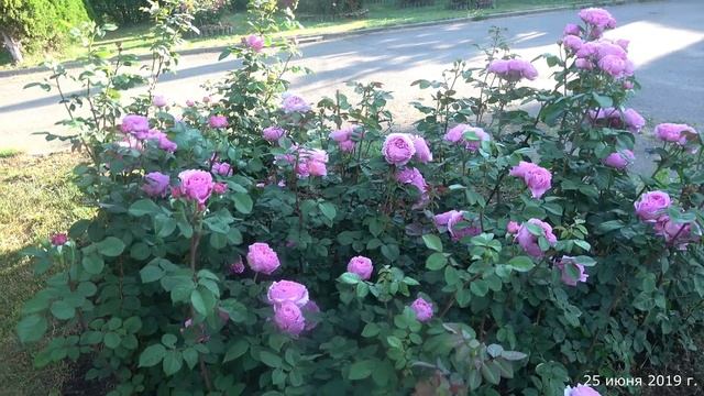 Видео обзор розы Айсфогель (Чайно гибридная) - Eisvogel (Тантау Германия, 2016) смотреть онлайн