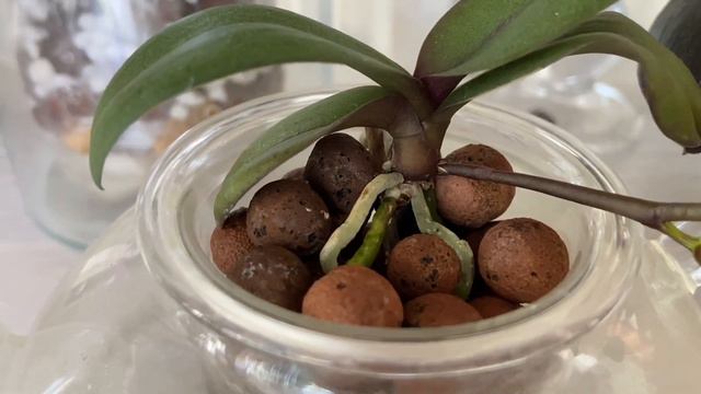 【21295】蝴蝶兰，有花芽，也不一定能长大开花，自动吸水盆养的那棵，开花了// 静姐说花632 -1 смотреть онлайн