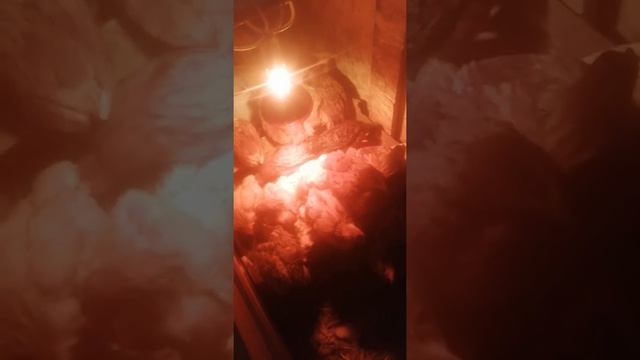 Зимние содержание цыплят в неотапливаемом помещении