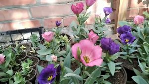 Эустома из своих семян.Мой "проект" закончен.Хотя всё ещё может быть...