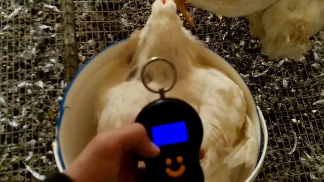 Вес бройлеров в 50 дней, кобб 500 смотреть онлайн