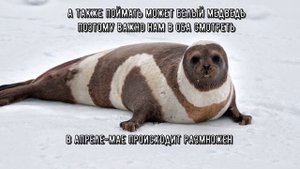 Полосатый тюлень или крылатка - интересный представитель ластоногих