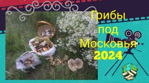 Грибной рай 2. Грибы 2024 в под Московье.