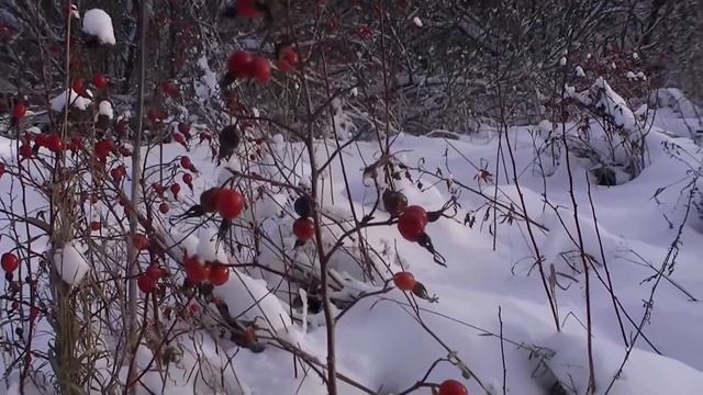 Плоды шиповника! смотреть онлайн