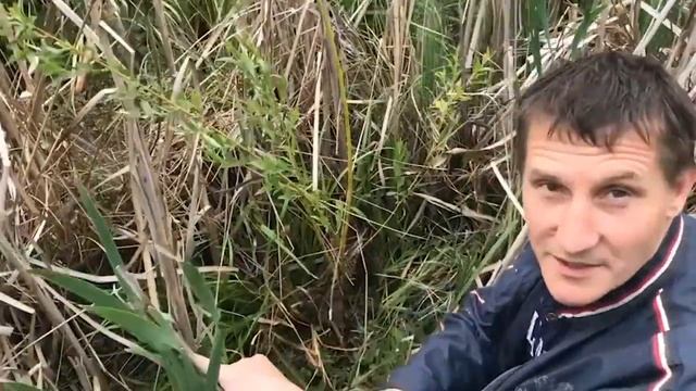 Итоги и мониторинг ивовых посадок 2021. смотреть онлайн