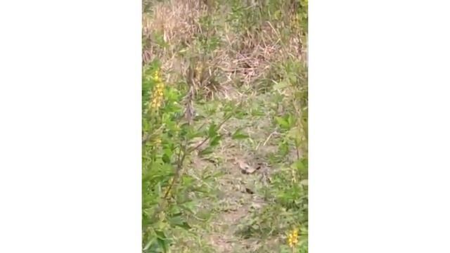 Kaziranga national Park//big ?//most dangerous// смотреть онлайн