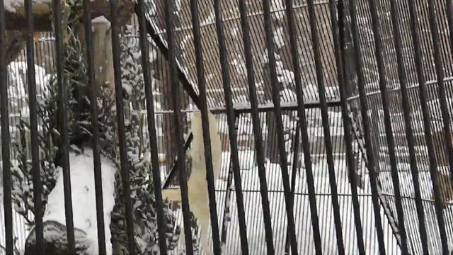 Полярные волки 15.01.2020 смотреть онлайн