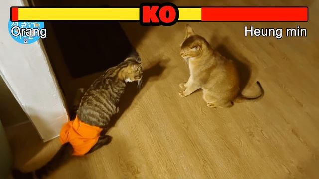 하지마비 고양이 흥민이와 긴오랑 대혈투!/흥민VS오랑(Country Story of City Couple EP.563) смотреть онлайн