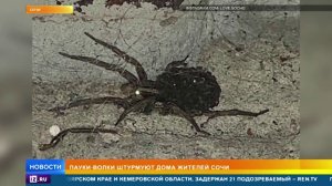 Пауки волки атакуют Сочи